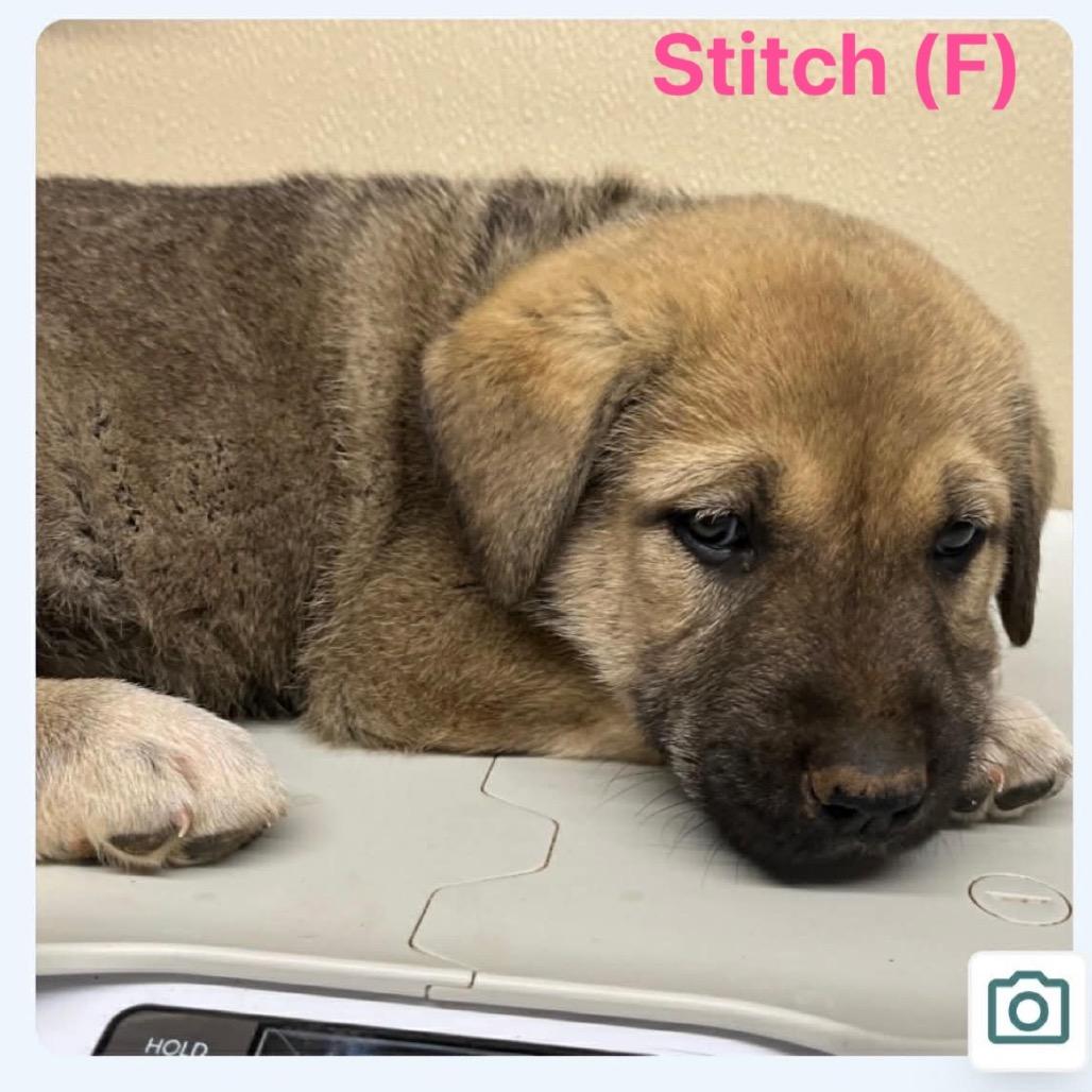 Enlarge Stitch, a Adoptable mixed breed in Oxford, ME image 1/1