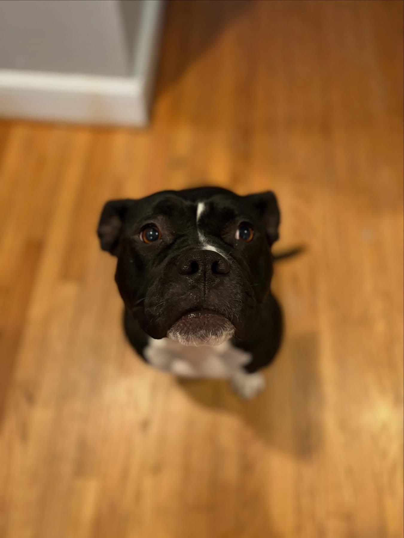 Enlarge Wednesday, a Adoptable mixed breed in Richmond, VA image 3/6