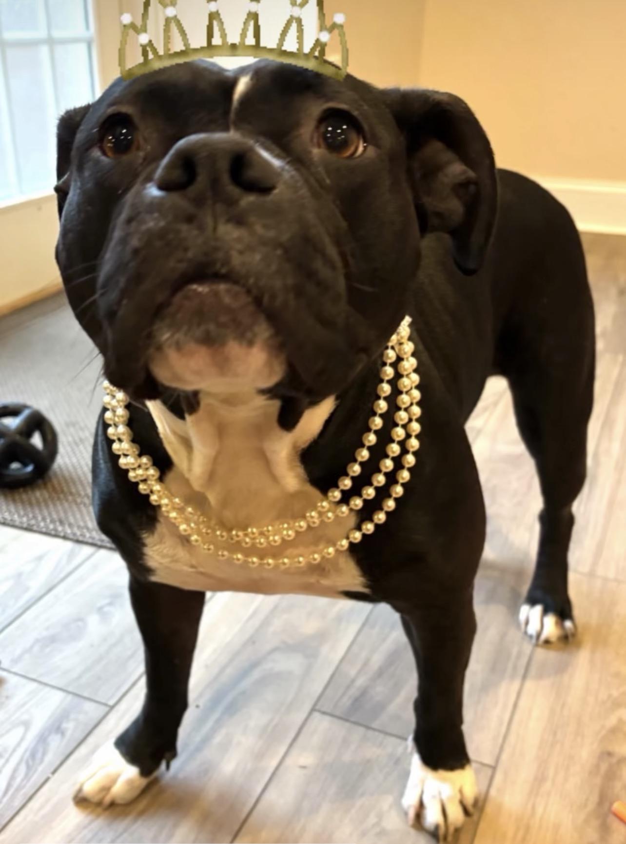 Enlarge Wednesday, a Adoptable mixed breed in Richmond, VA image 2/6