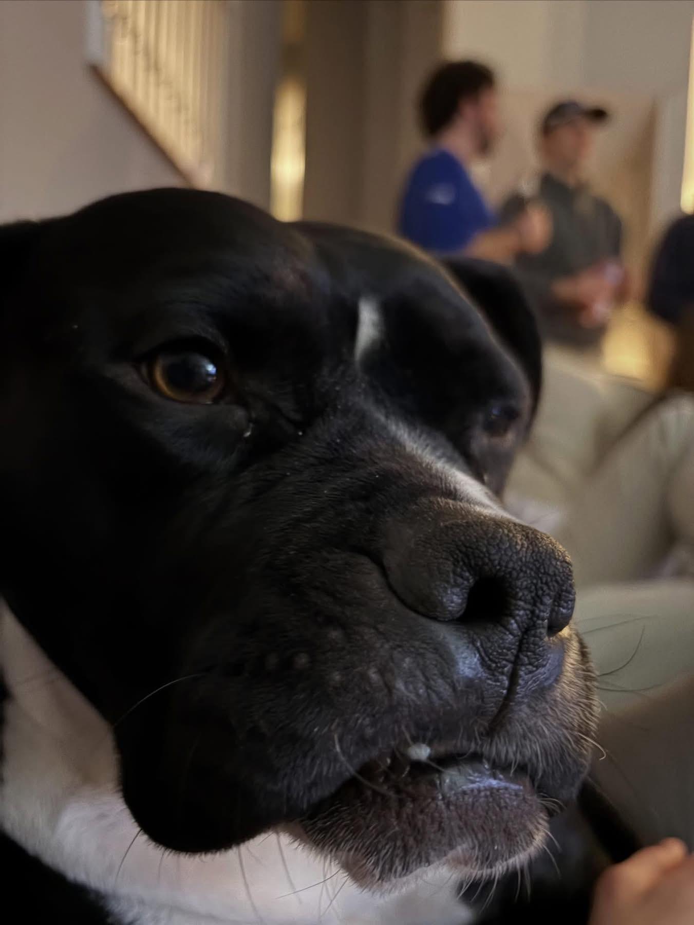 Enlarge Wednesday, a Adoptable mixed breed in Richmond, VA image 5/6