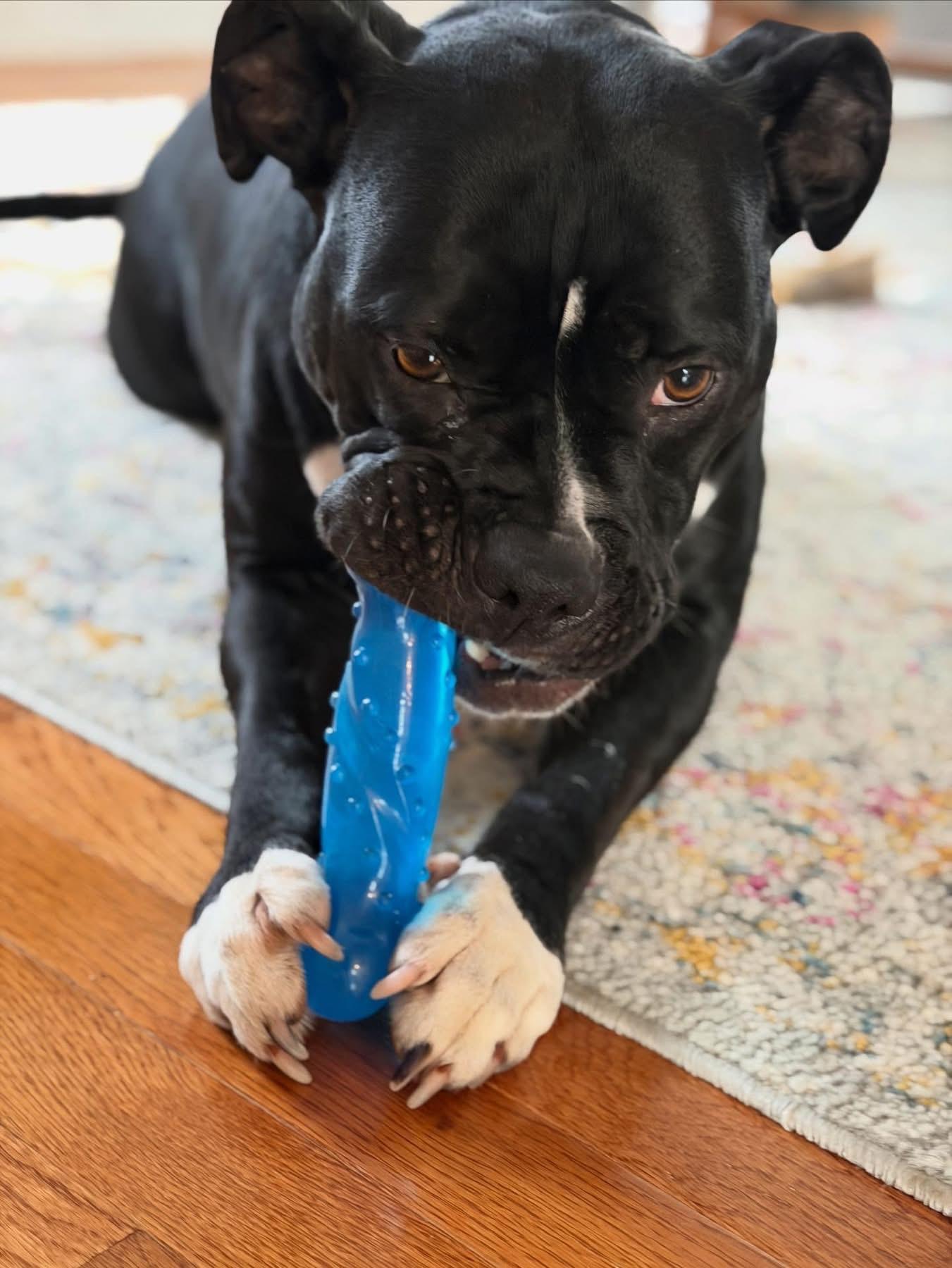 Enlarge Wednesday, a Adoptable mixed breed in Richmond, VA image 6/6