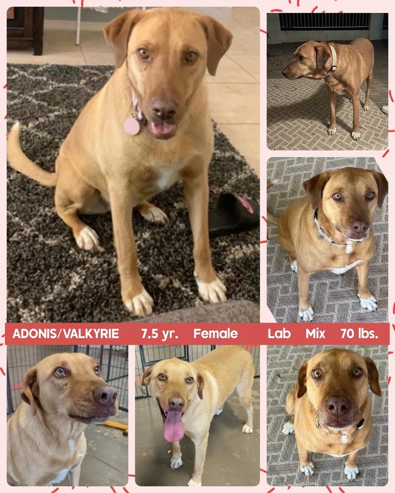 ADONIS, Adoptable, Adult Female Black Mouth Cur.