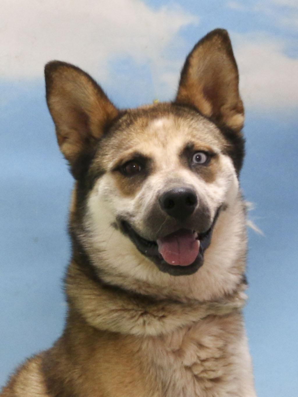 Chase, a Adoptable mixed breed in Casa Grande, AZ image 1/4