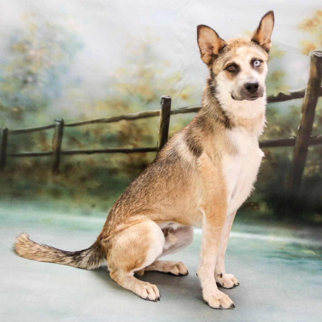 Chase, Adoptable, Adult Male Husky & Shepherd.