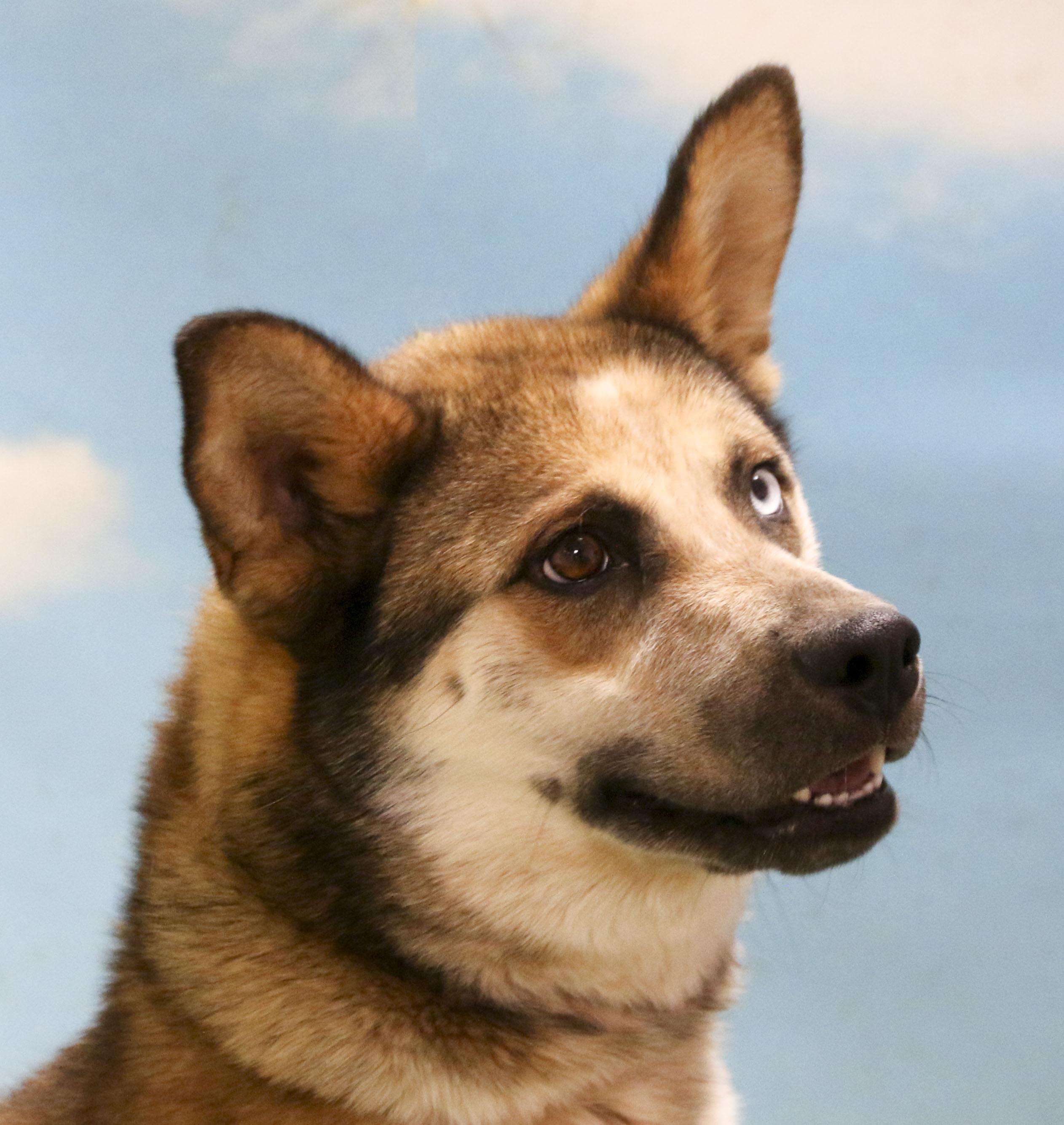 Chase, a Adoptable mixed breed in Casa Grande, AZ image 3/4