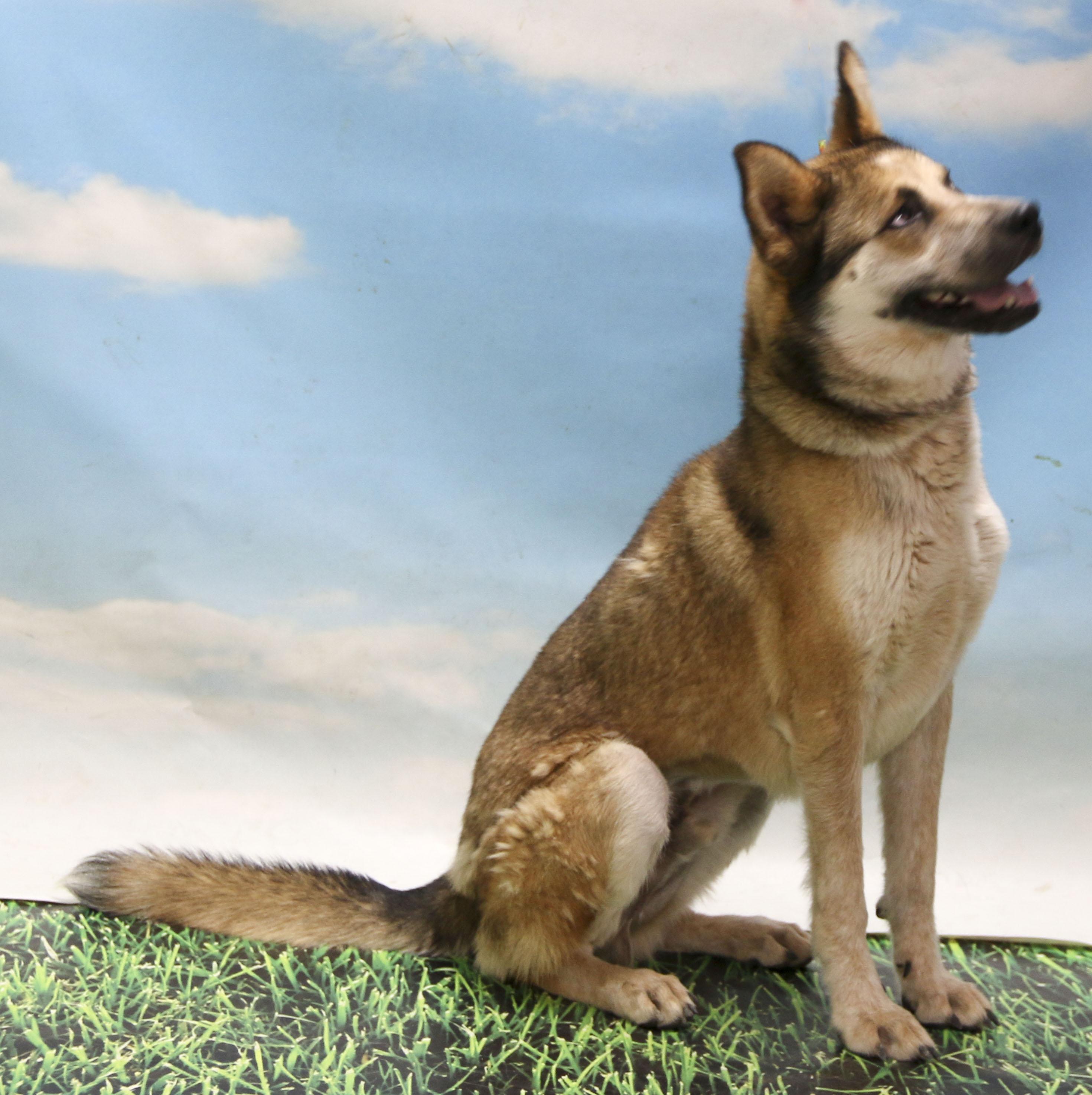 Chase, a Adoptable mixed breed in Casa Grande, AZ image 4/4