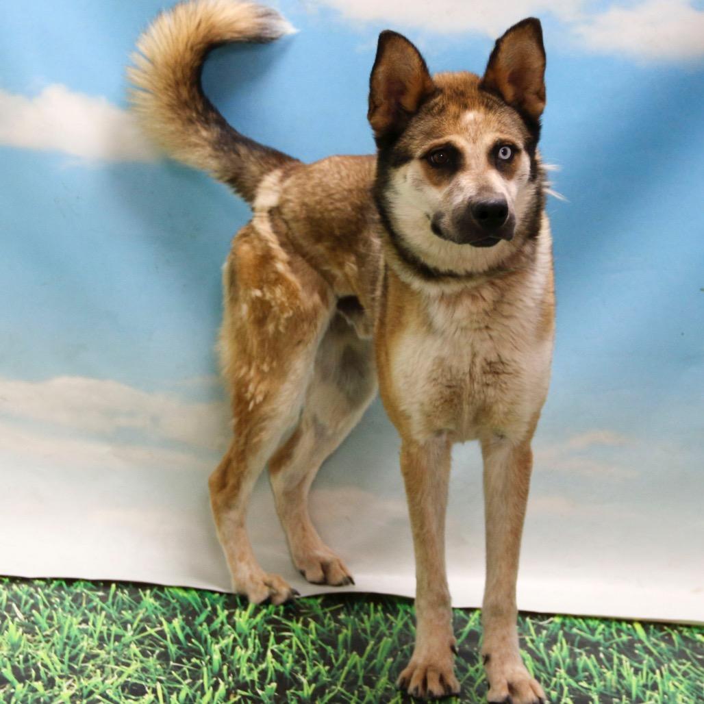 Enlarge Chase, a Adoptable mixed breed in Casa Grande, AZ image 1/2