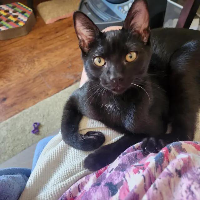 Lava, Adoptable, Young Female Domestic Short Hair.