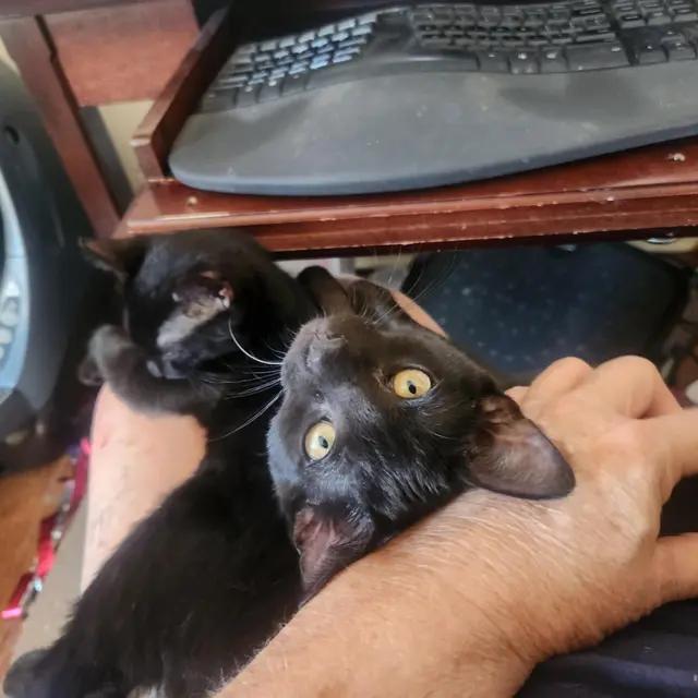 Lava, a Adoptable Domestic Short Hair in Rio Linda, CA image 2/4