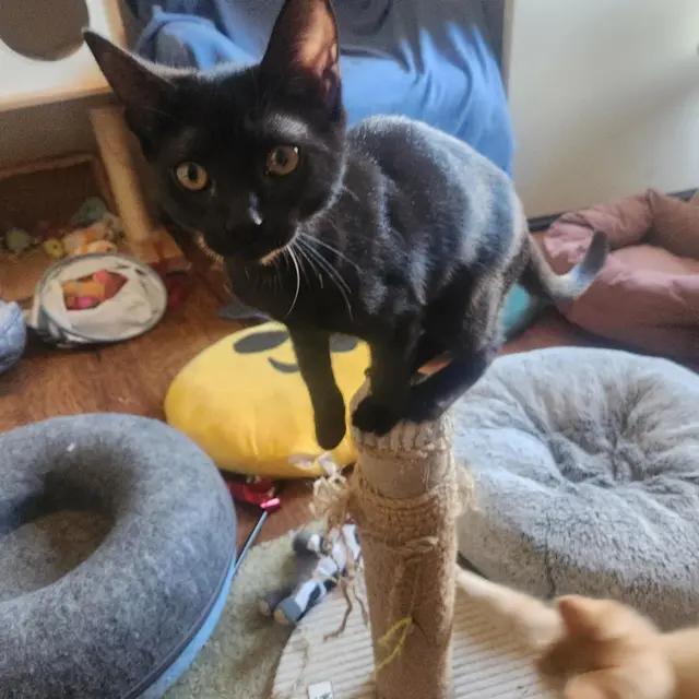 Lava, a Adoptable Domestic Short Hair in Rio Linda, CA image 3/4