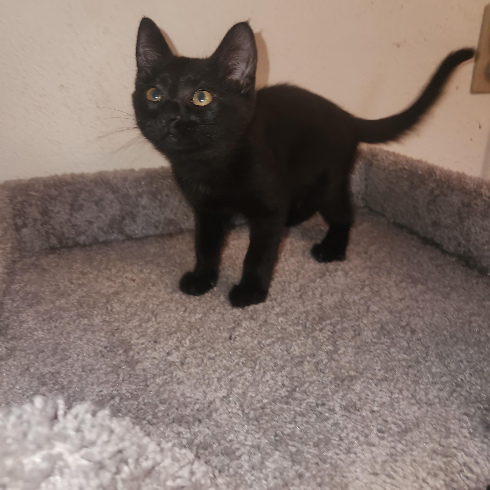 Lava, a Adoptable Domestic Short Hair in Rio Linda, CA image 4/4