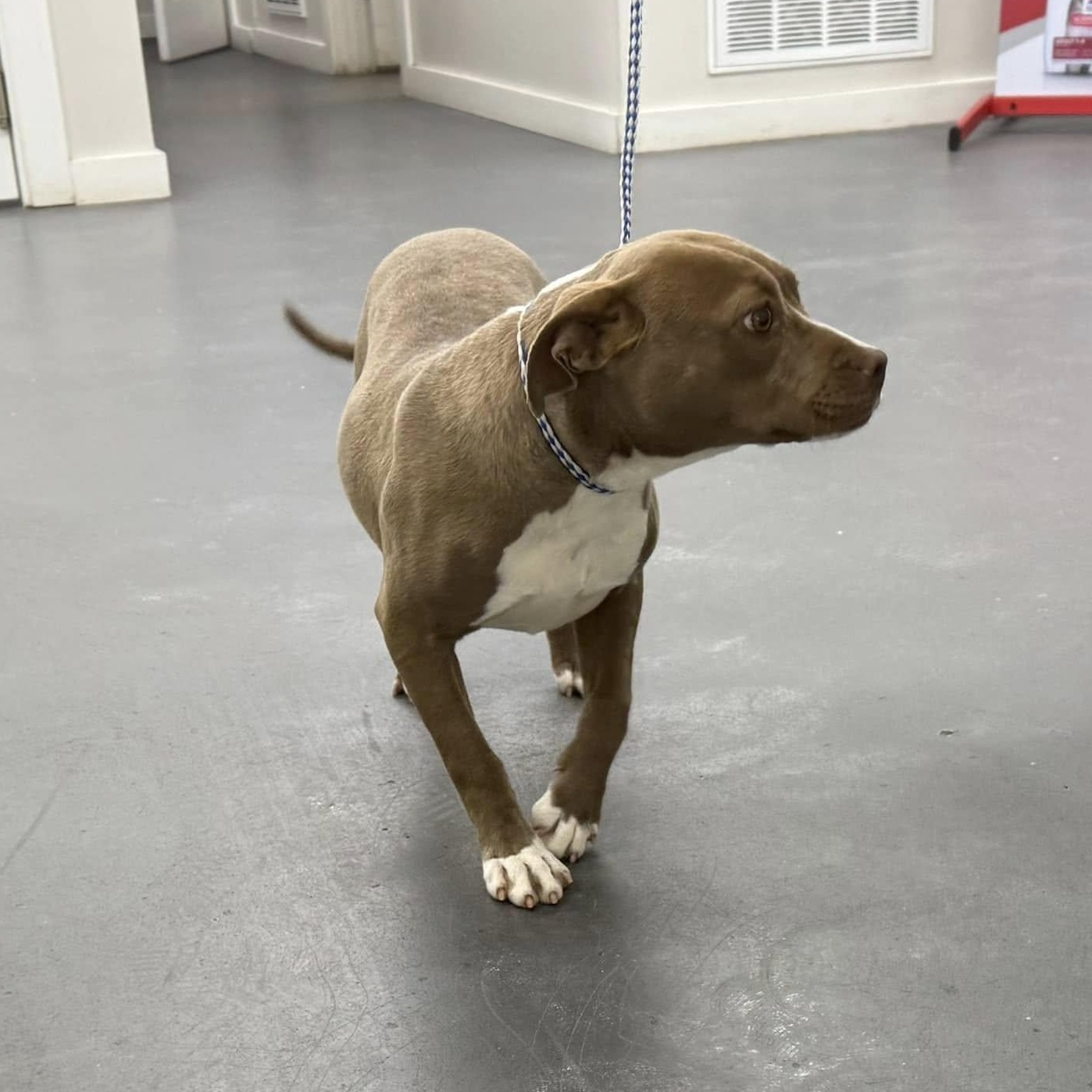 Sage, a Adopted Pit Bull Terrier in Greensboro, AL image 3/3