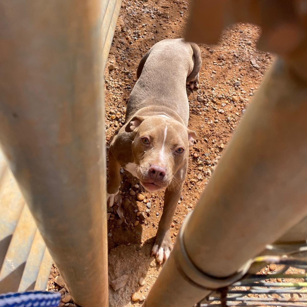 Sage, Adopted, Puppy Female Pit Bull Terrier.