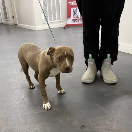 Sage, a Adopted Pit Bull Terrier in Greensboro, AL image 2/3