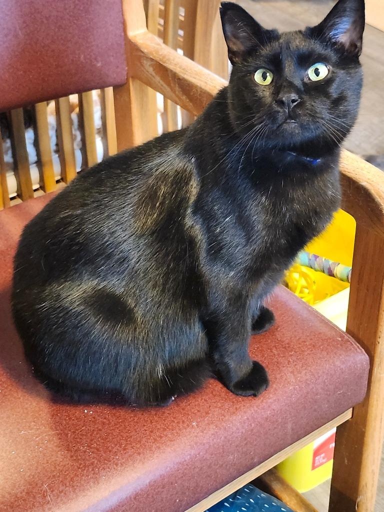 Cedric, Adoptable, Adult Male Domestic Short Hair.