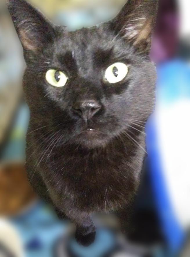 Cedric, a Adoptable mixed breed in Rice Lake, WI image 2/2