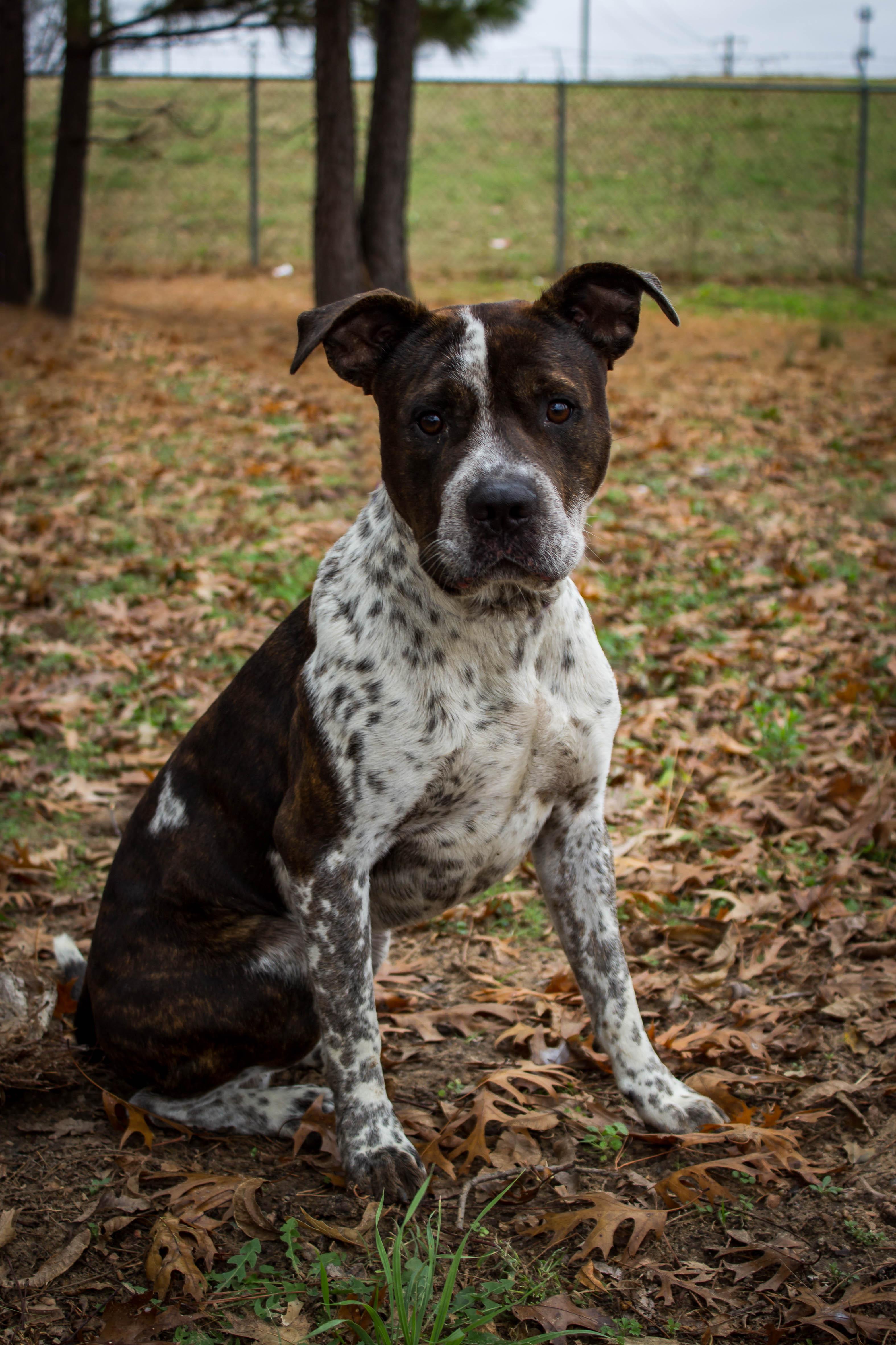 DUKE, a Adoptable Pit Bull Terrier in Jenks, OK image 2/2