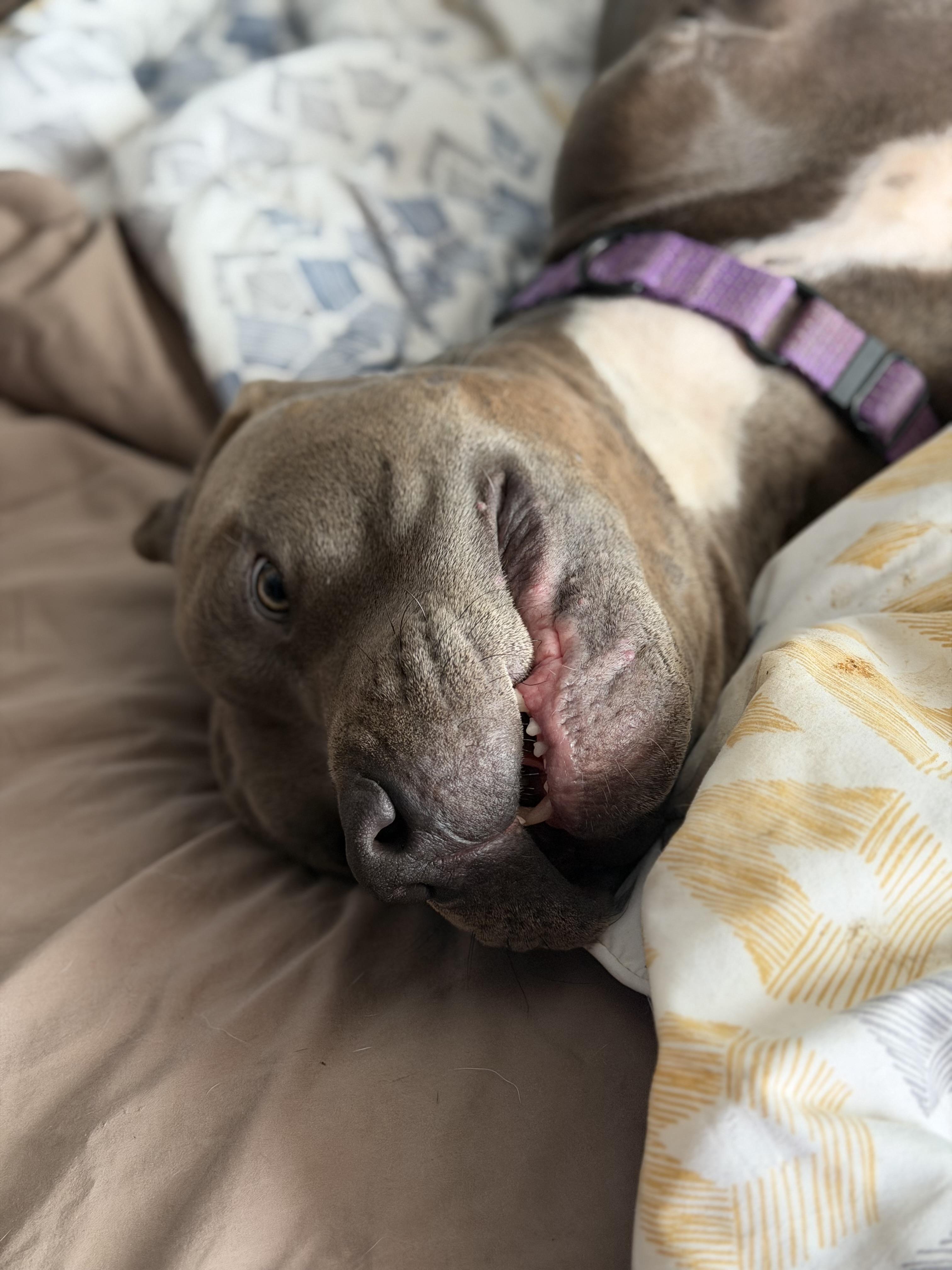 Enlarge Atlas, a Adoptable mixed breed in Buffalo, NY image 3/6