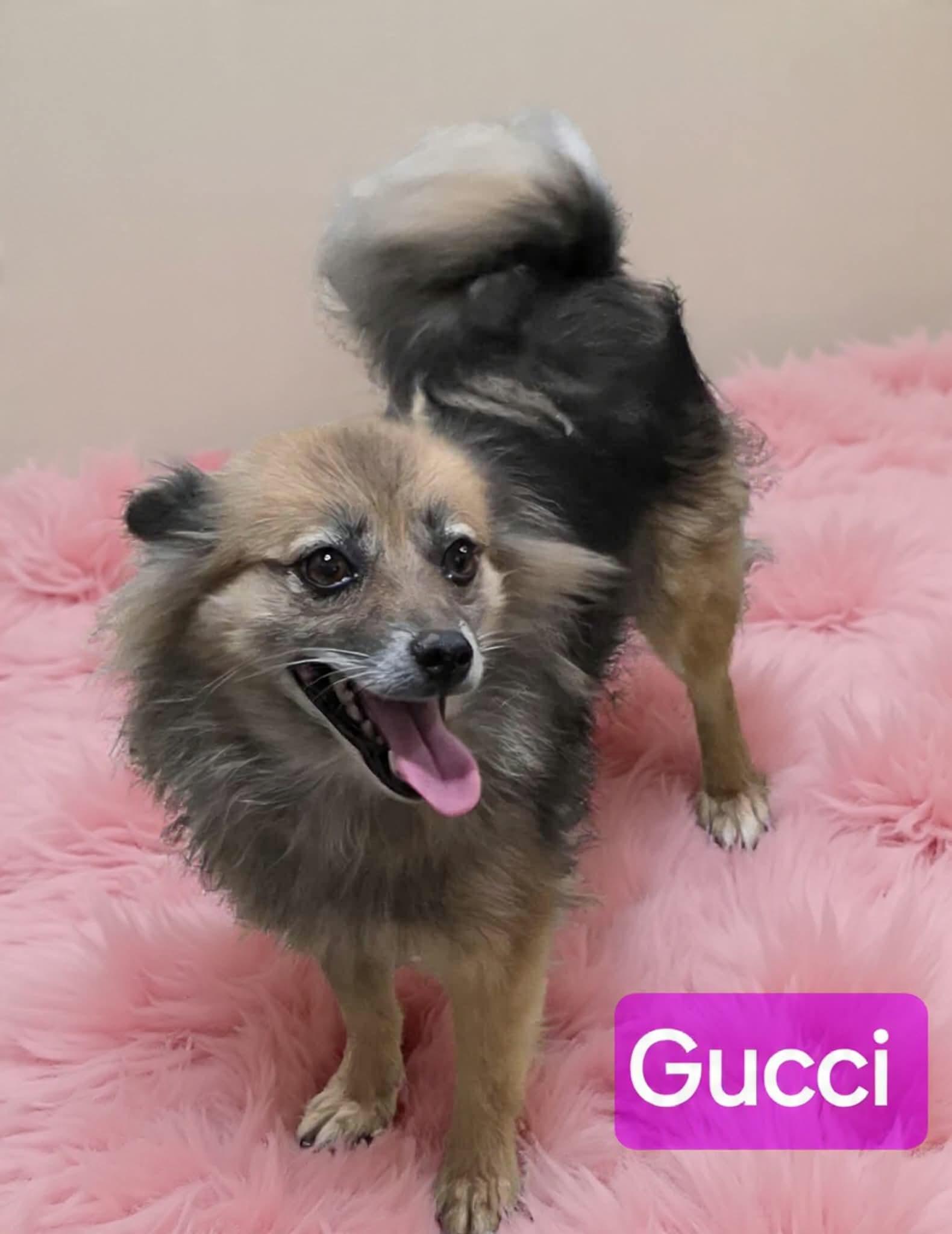 Enlarge Gucci, a ADOPTABLE mixed breed in Wheelersburg, OH image 2/3