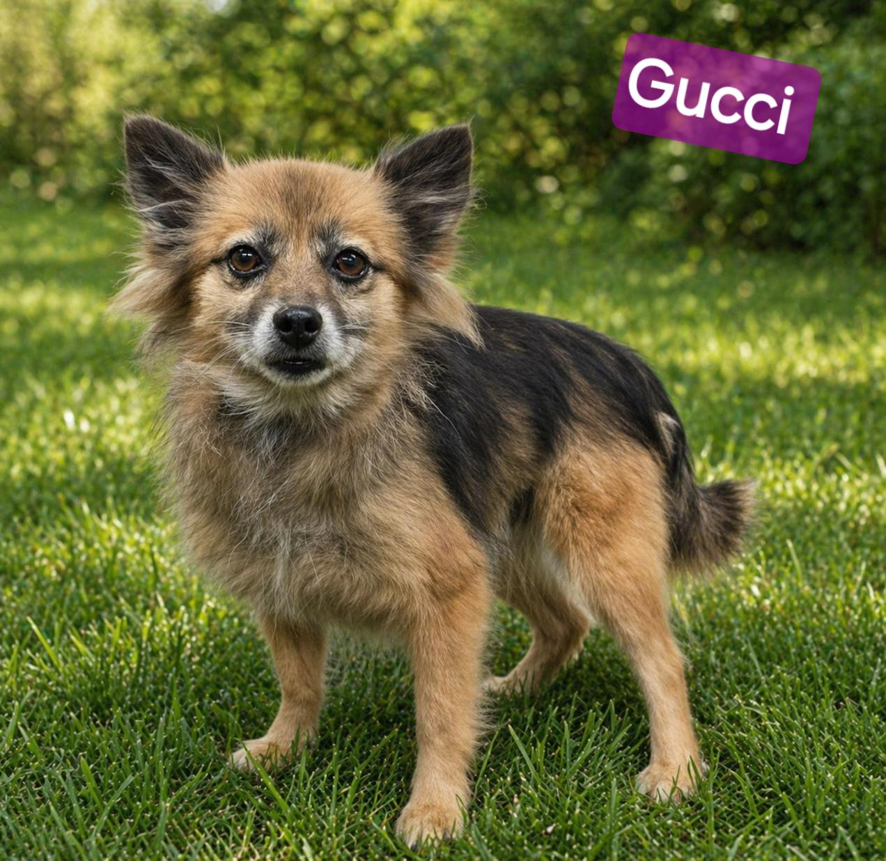 Enlarge Gucci, a ADOPTABLE mixed breed in Wheelersburg, OH image 1/3