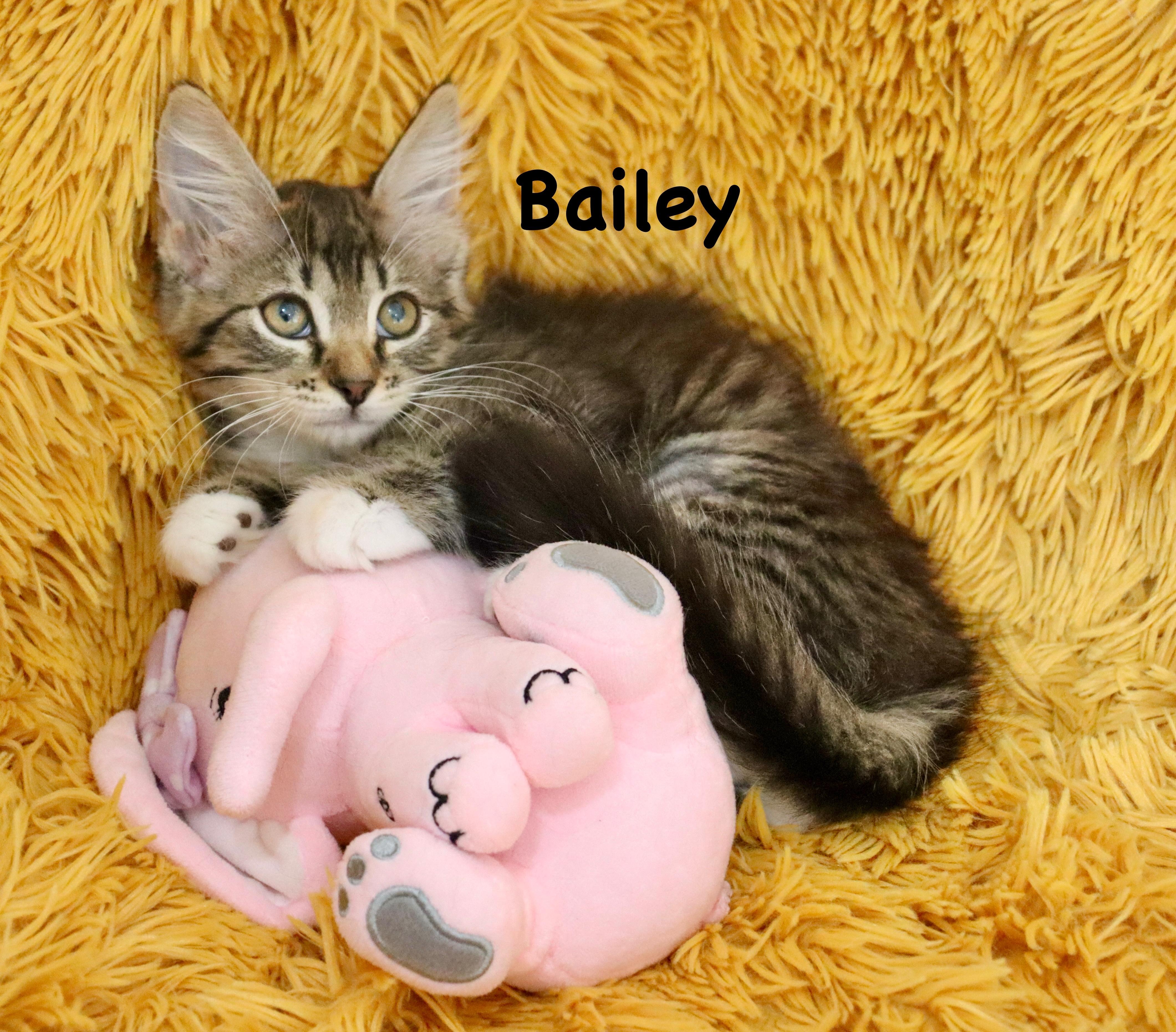 Bailey, an adopted mixed breed in Saint Augustine, FL image 4/6