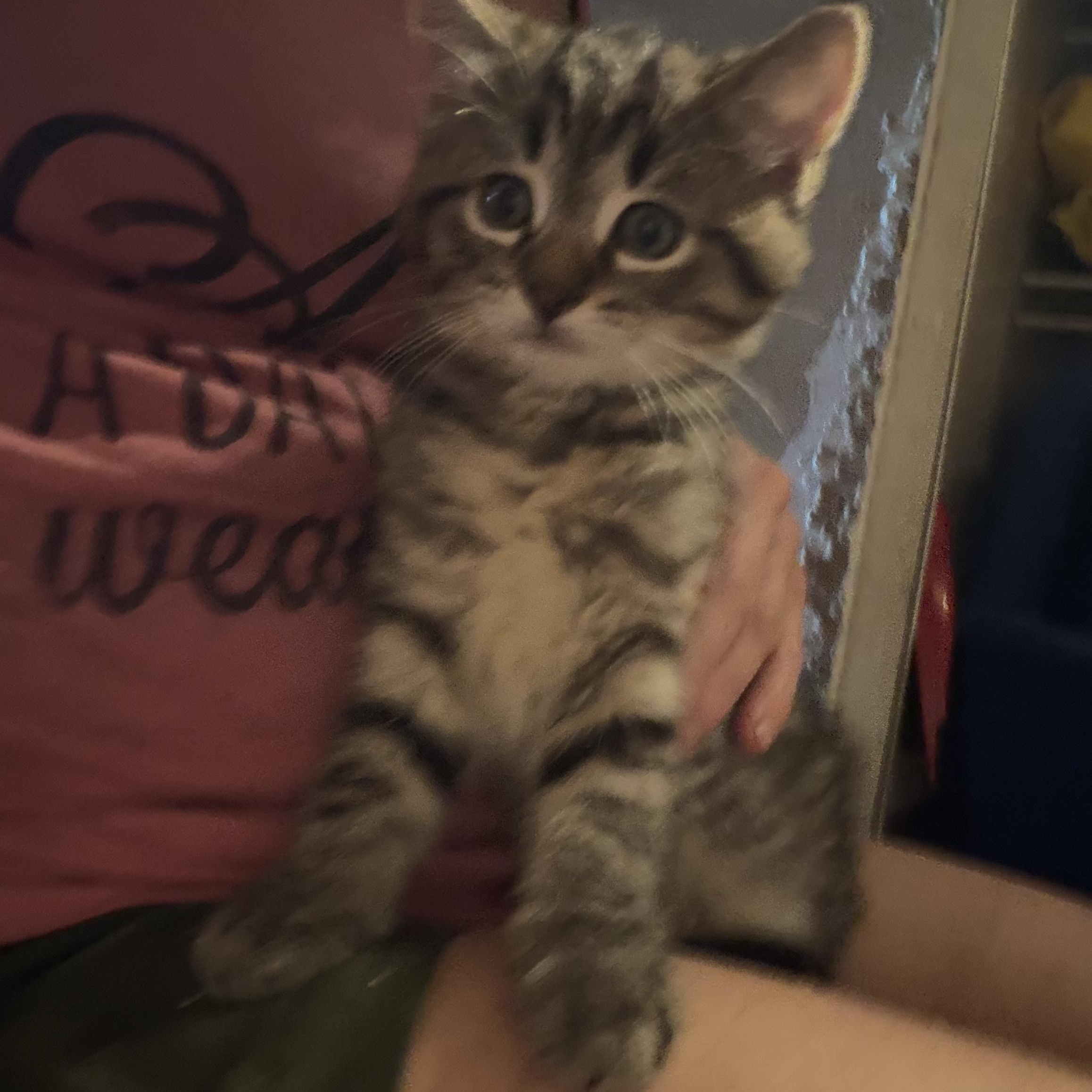 Charlie, an adopted Tabby in Newark valley, NY image 1/4