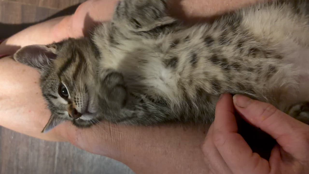 Enlarge Charlie, an adopted Tabby in Newark valley, NY video 2/4