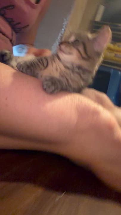 Enlarge Charlie, an adopted Tabby in Newark valley, NY video 3/4