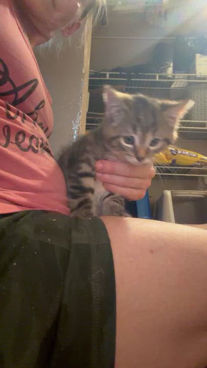 Enlarge Charlie, an adopted Tabby in Newark valley, NY video 4/4