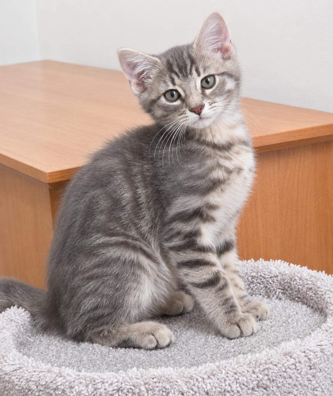 Jack, a Adoptable Tabby in Pickerington, OH image 2/2