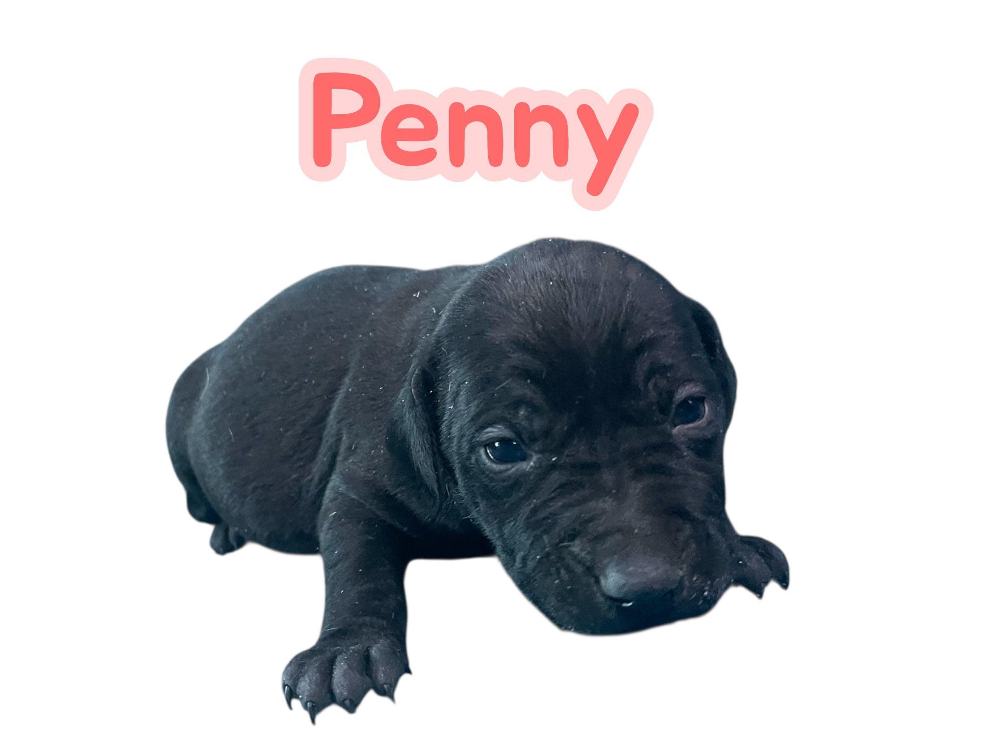 Penny