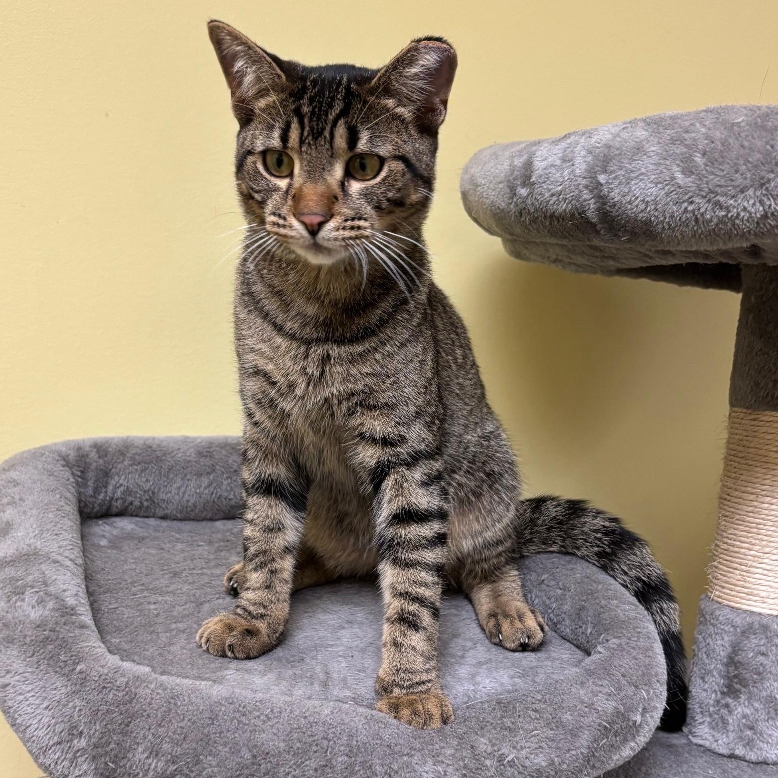 Enlarge Mich, a Adoptable mixed breed in Villa Park, IL image 2/6