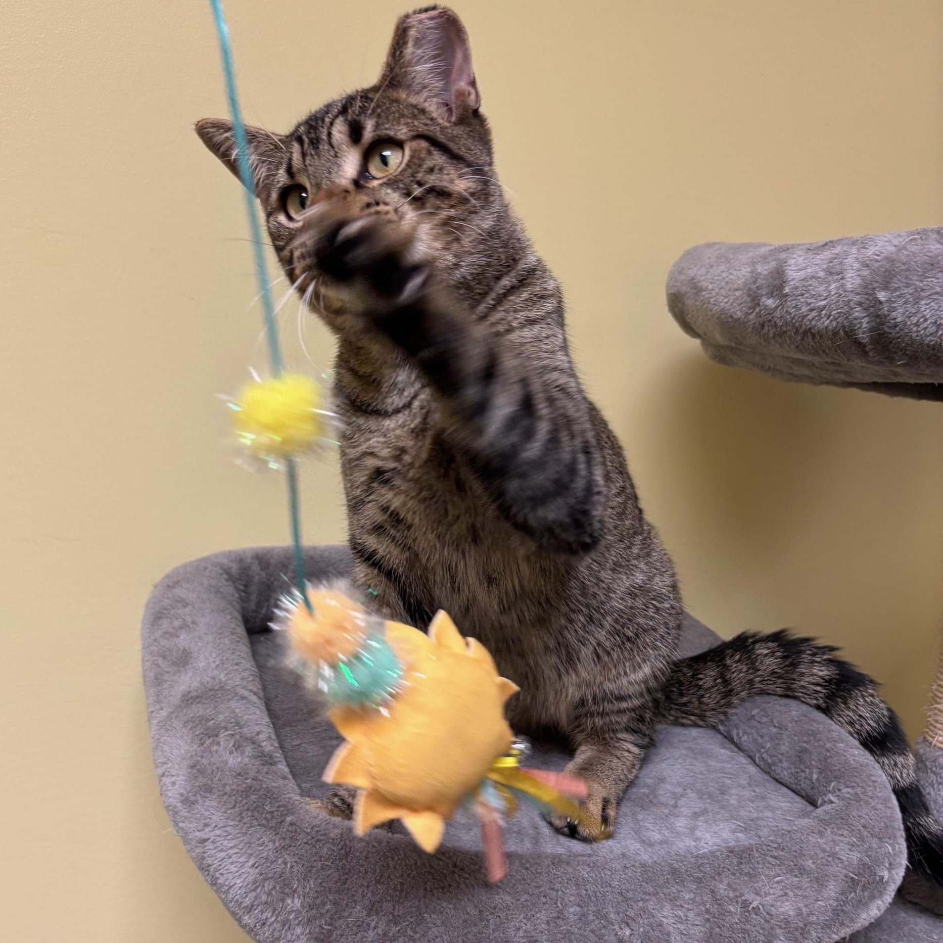 Enlarge Mich, a Adoptable mixed breed in Villa Park, IL image 4/6