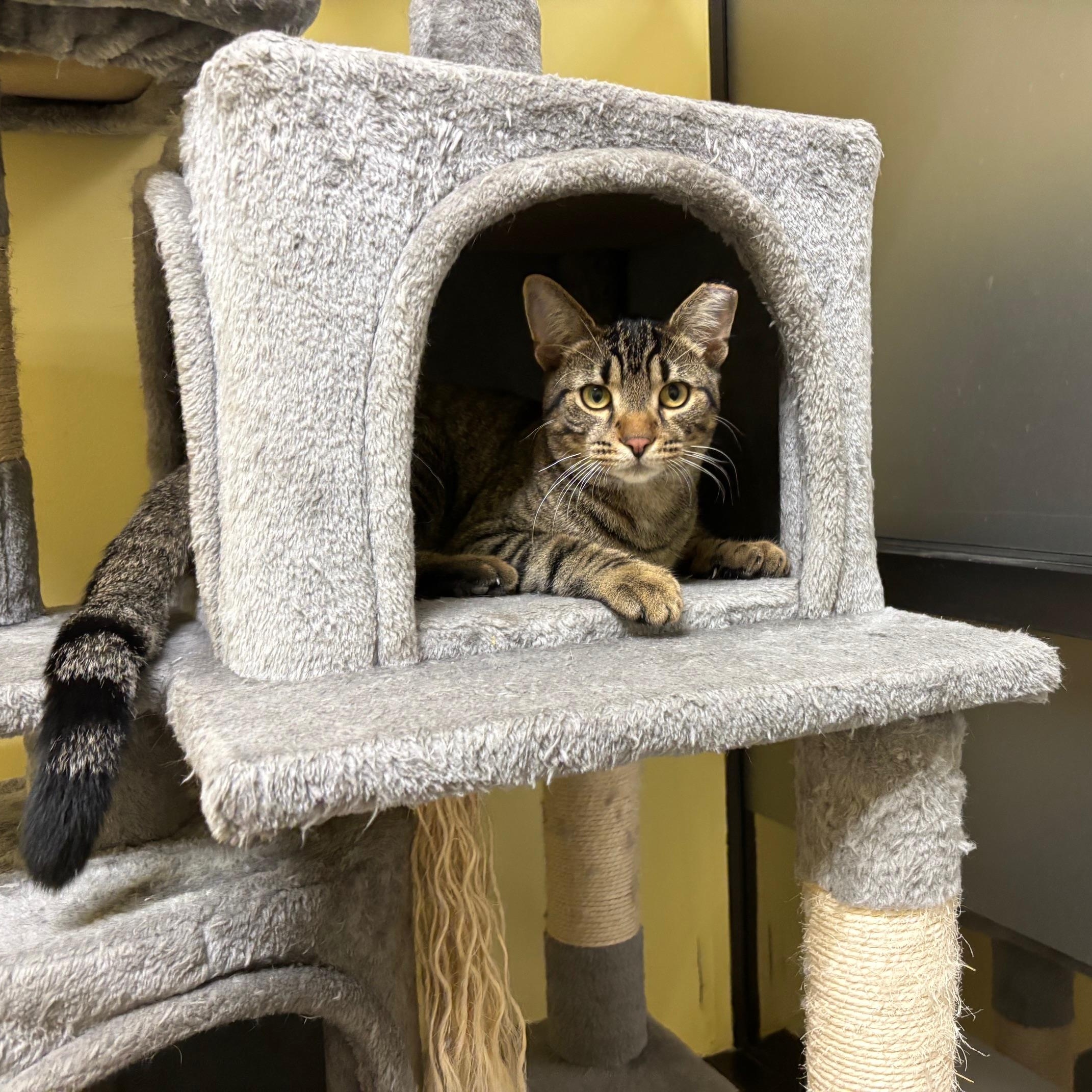 Enlarge Mich, a Adoptable mixed breed in Villa Park, IL image 5/6