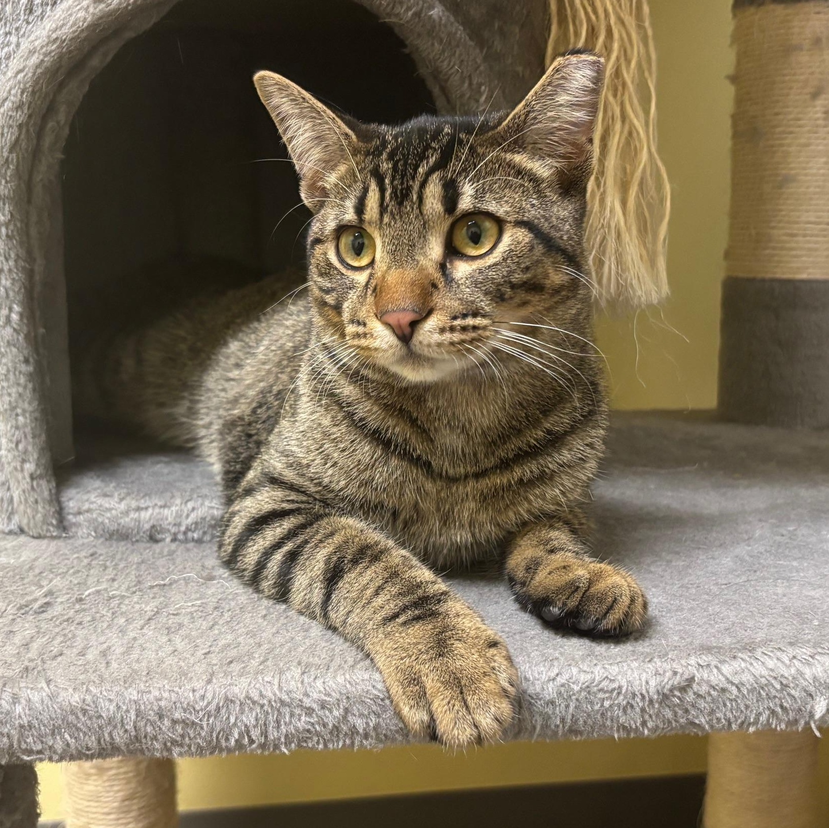 Enlarge Mich, a Adoptable mixed breed in Villa Park, IL image 1/6