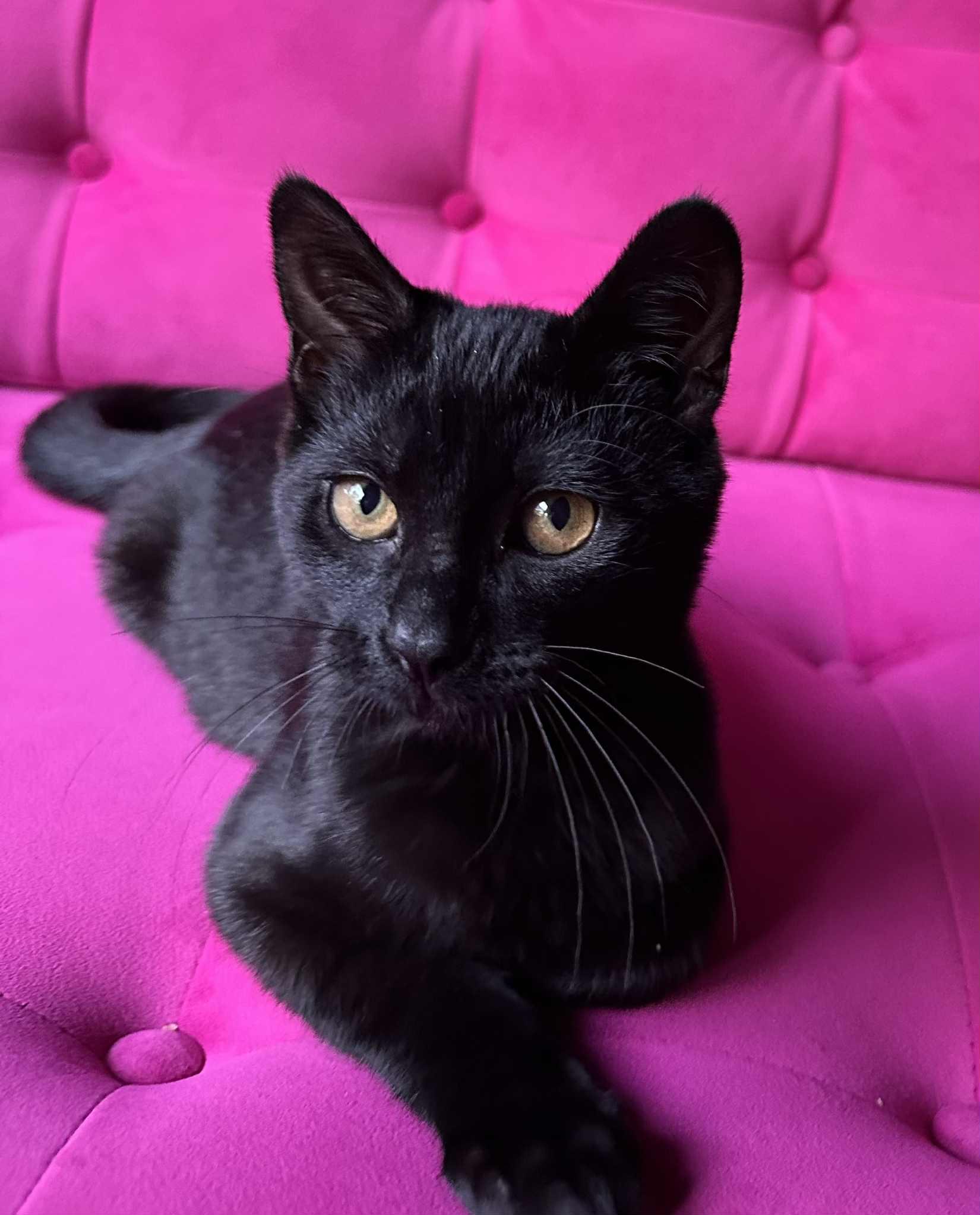 Carmelo, Adoptable, Kitten Male Domestic Short Hair.