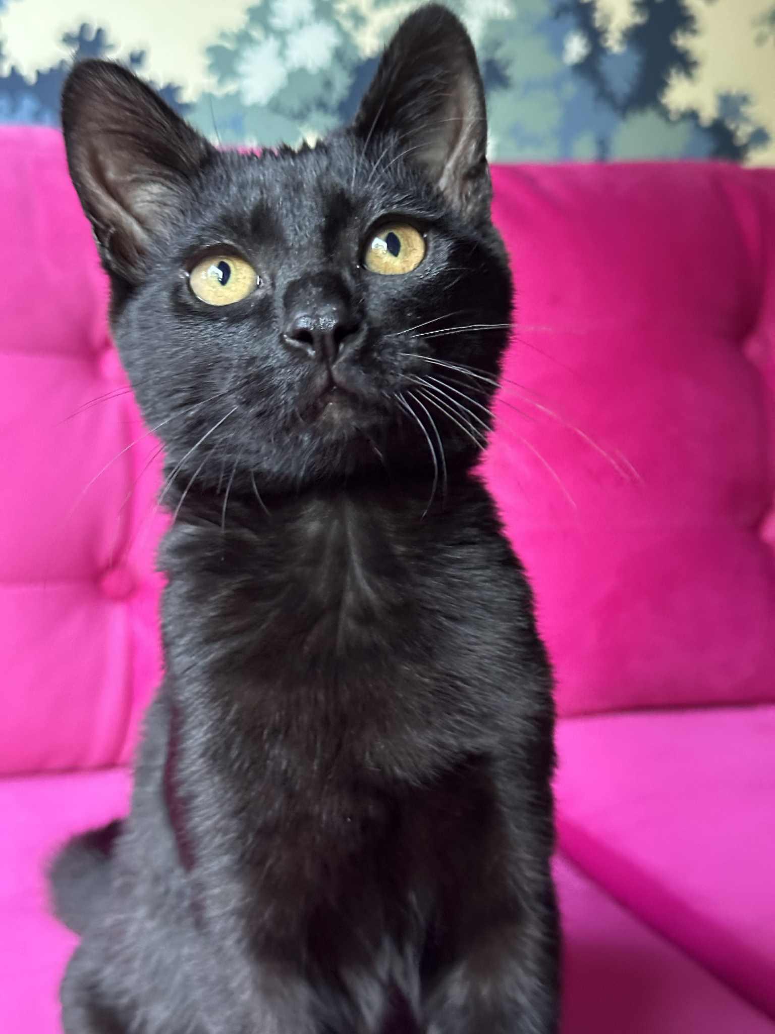 Carmelo, a Adoptable Domestic Short Hair in Wading River, NY image 2/5