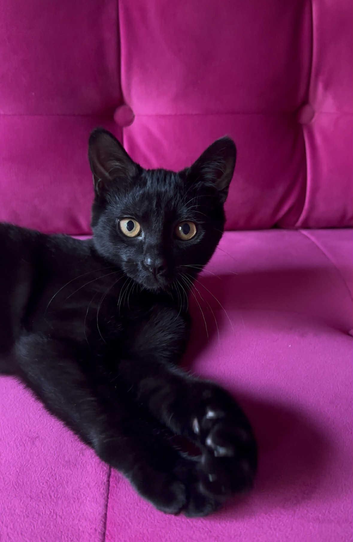 Carmelo, a Adoptable Domestic Short Hair in Wading River, NY image 3/5