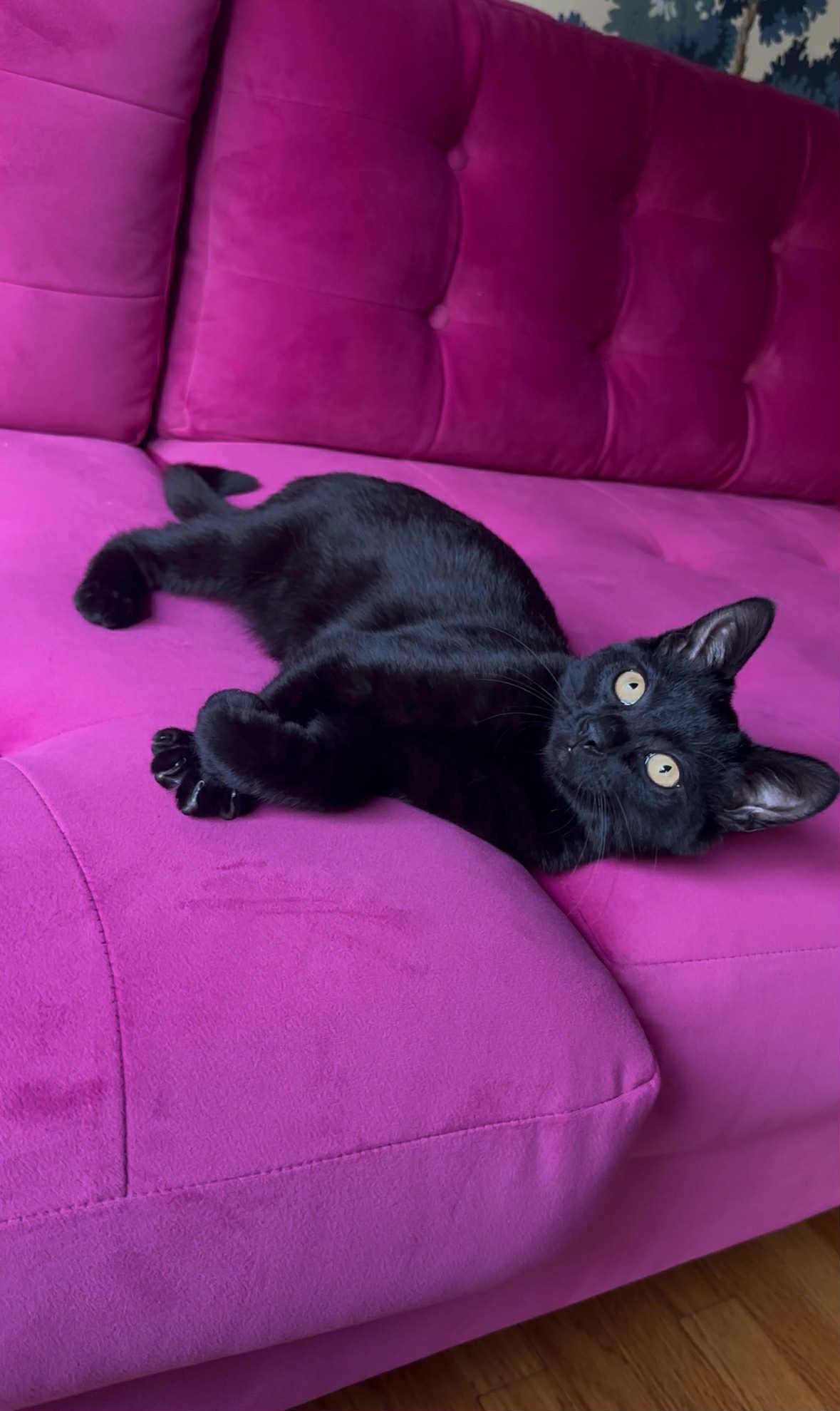 Carmelo, a Adoptable Domestic Short Hair in Wading River, NY image 4/5