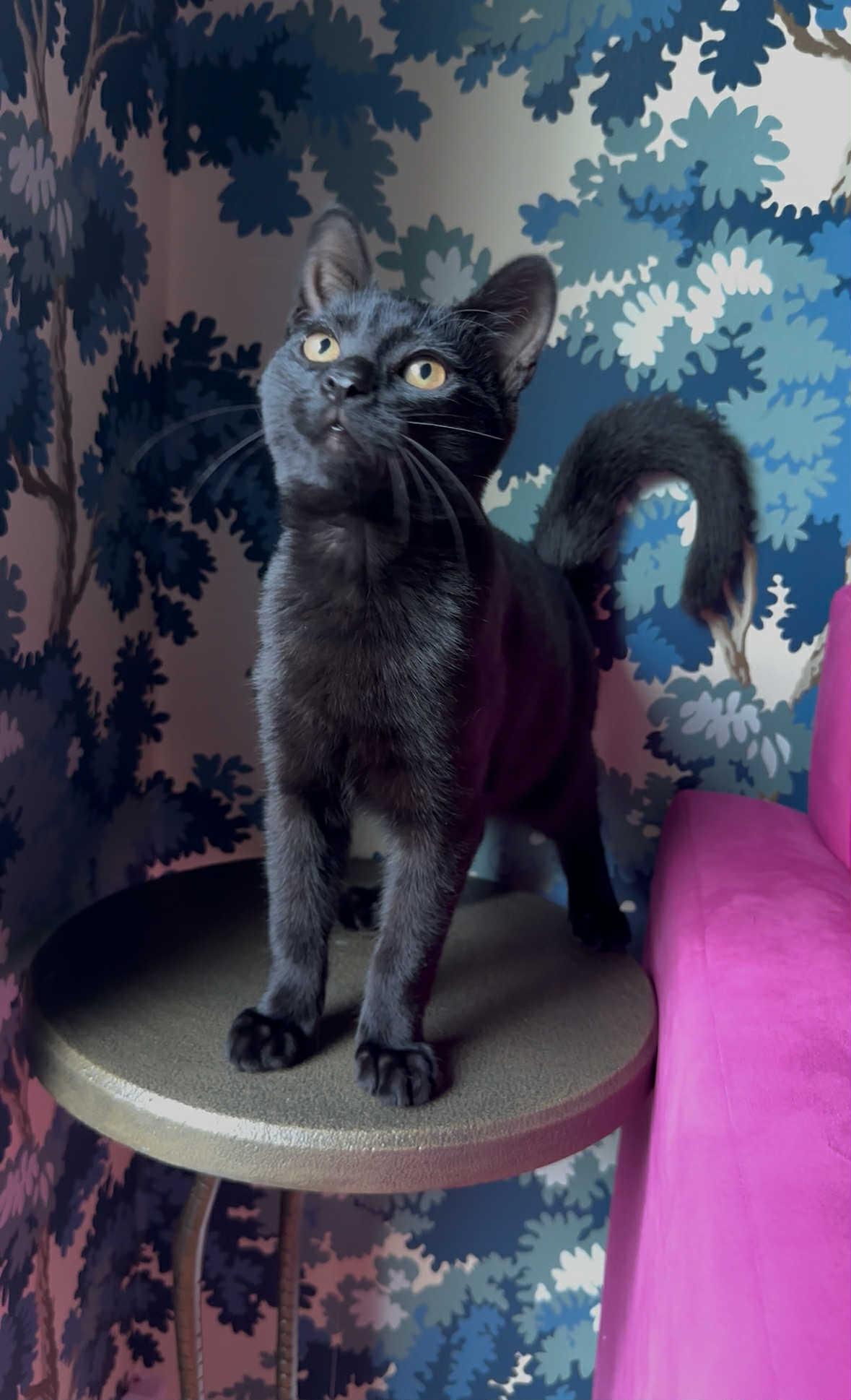 Carmelo, a Adoptable Domestic Short Hair in Wading River, NY image 5/5