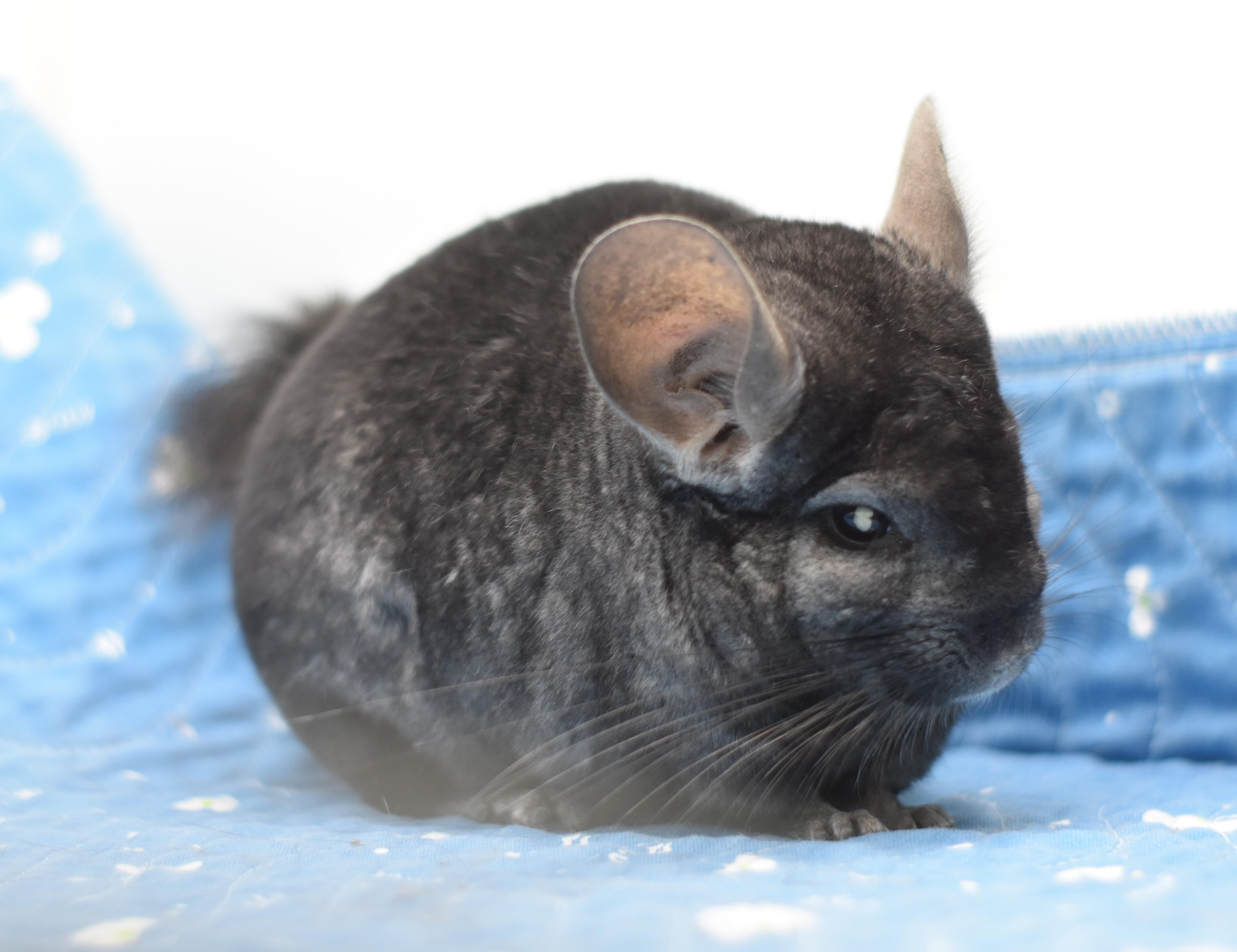 Enlarge Emily & Ivy, a Adoptable Chinchilla in Wolcott, IN image 2/5