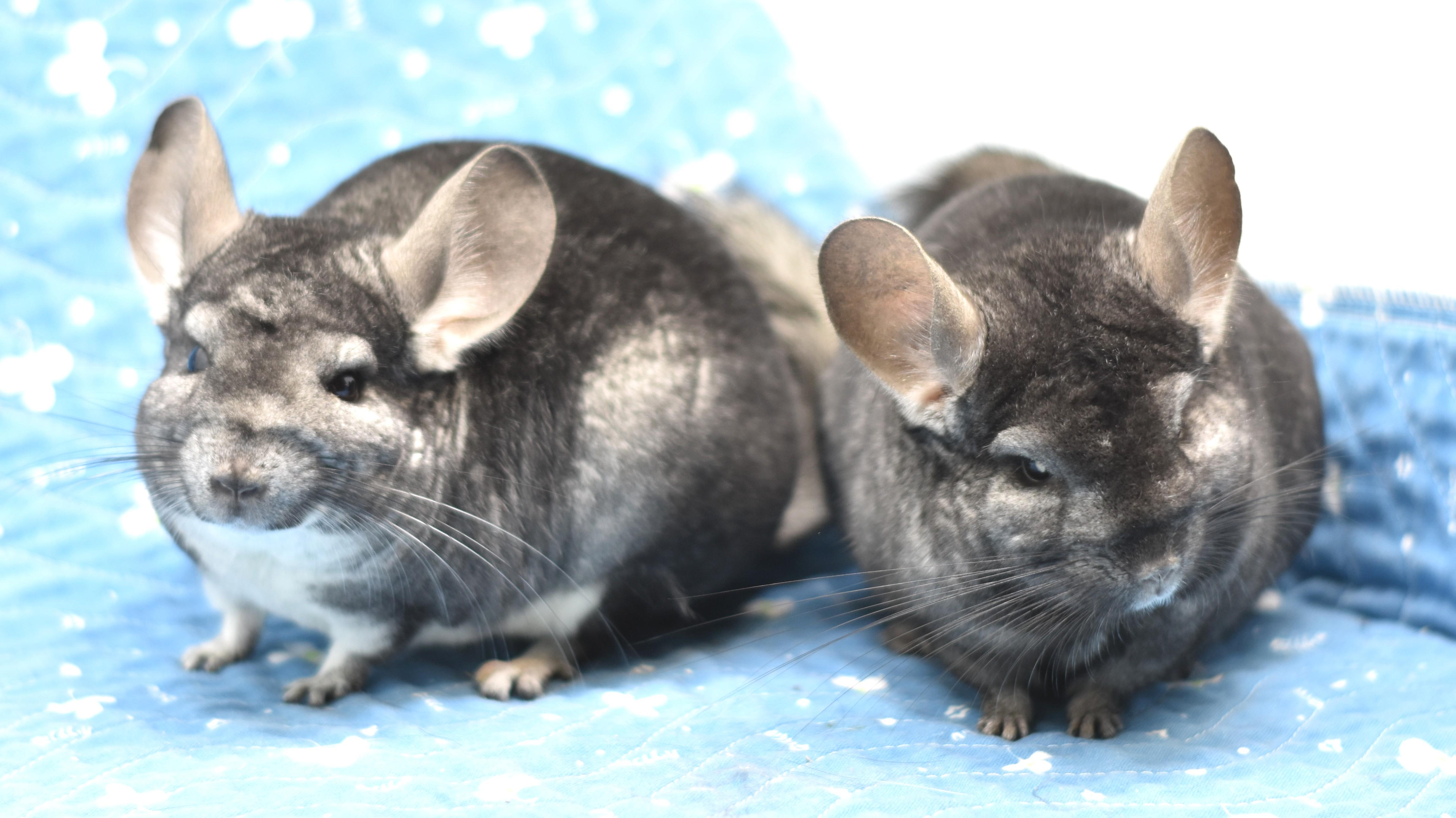 Enlarge Emily & Ivy, a Adoptable Chinchilla in Wolcott, IN image 5/5