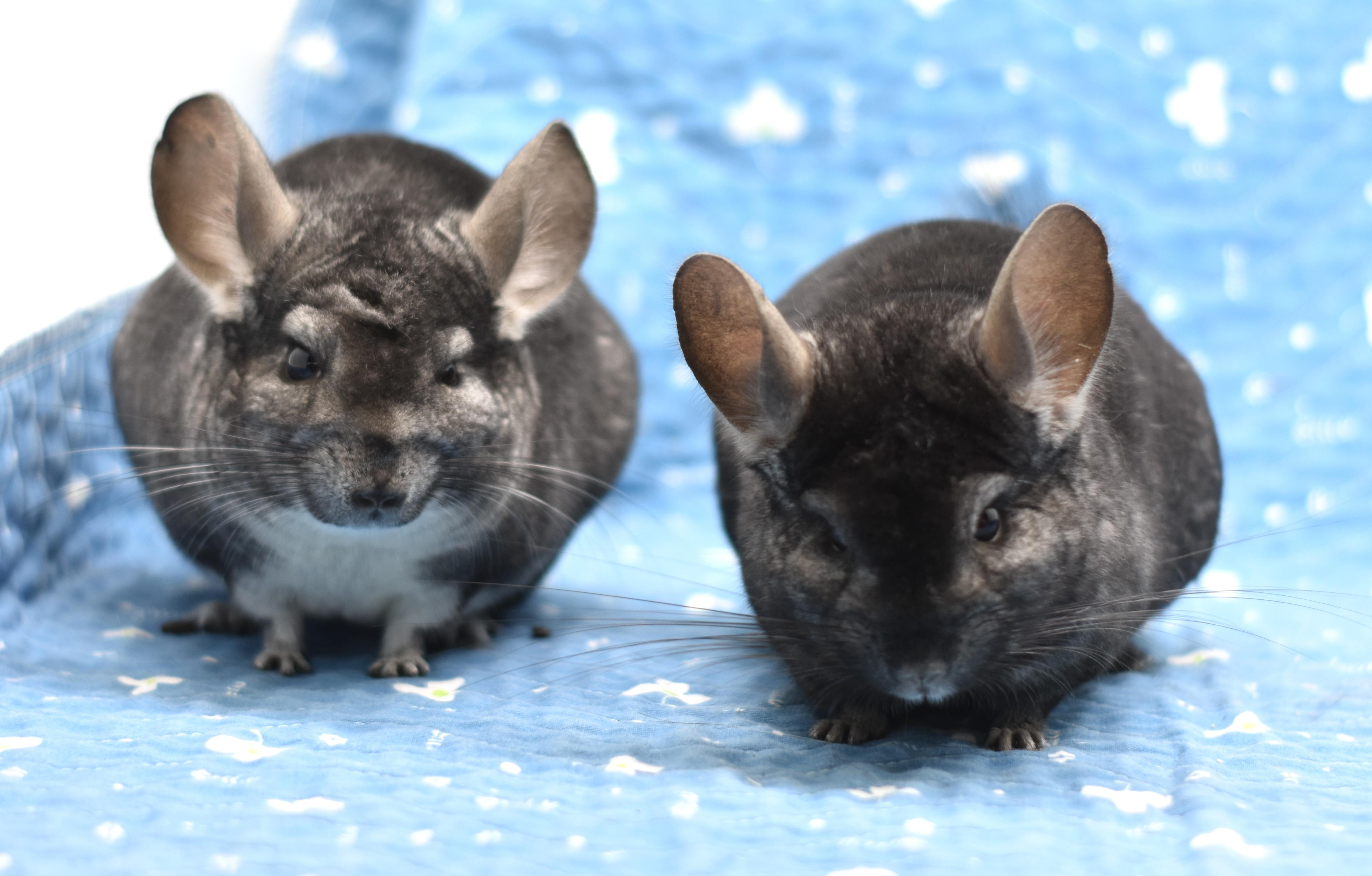 Enlarge Emily & Ivy, a Adoptable Chinchilla in Wolcott, IN image 1/5
