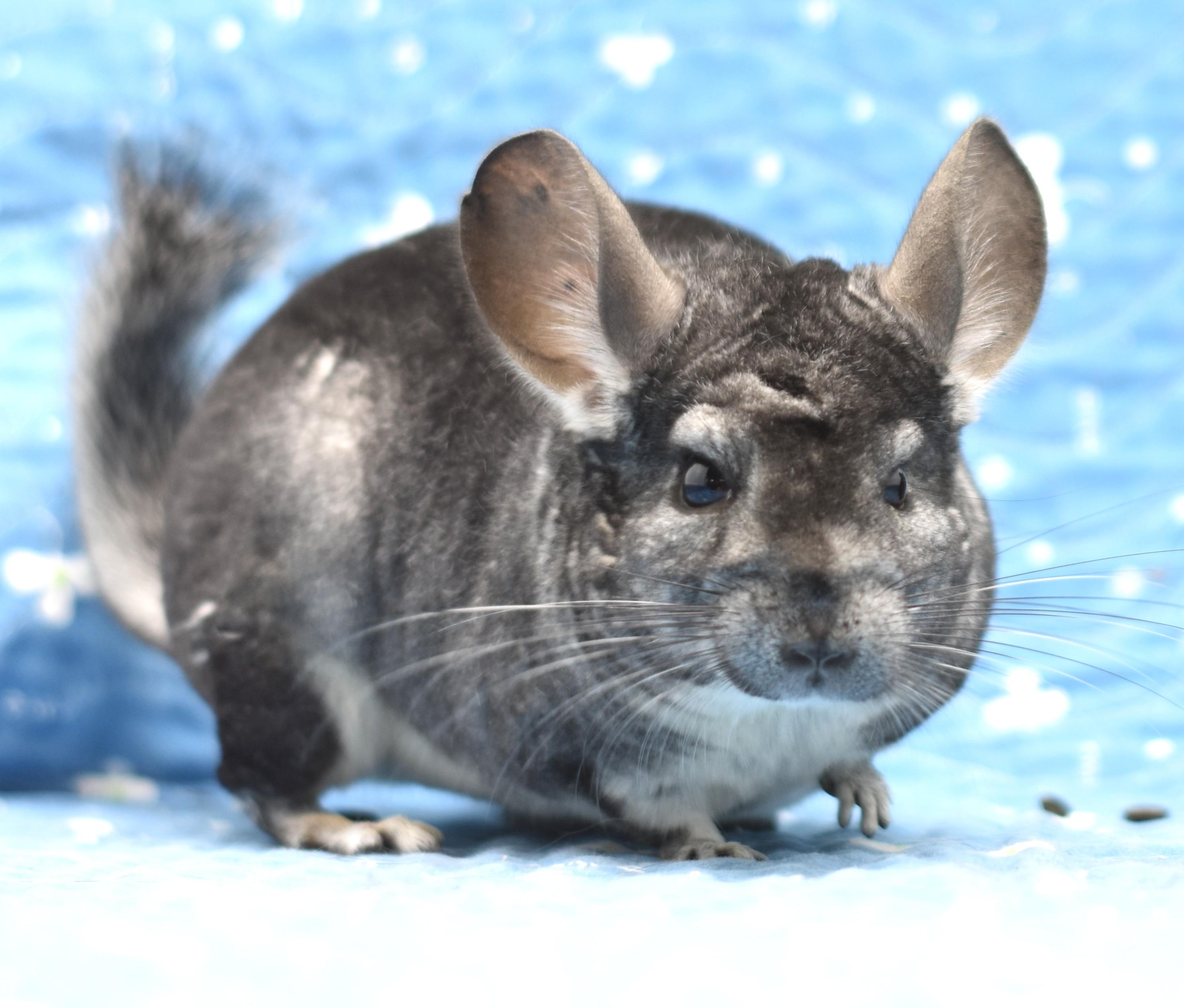 Enlarge Emily & Ivy, a Adoptable Chinchilla in Wolcott, IN image 3/5