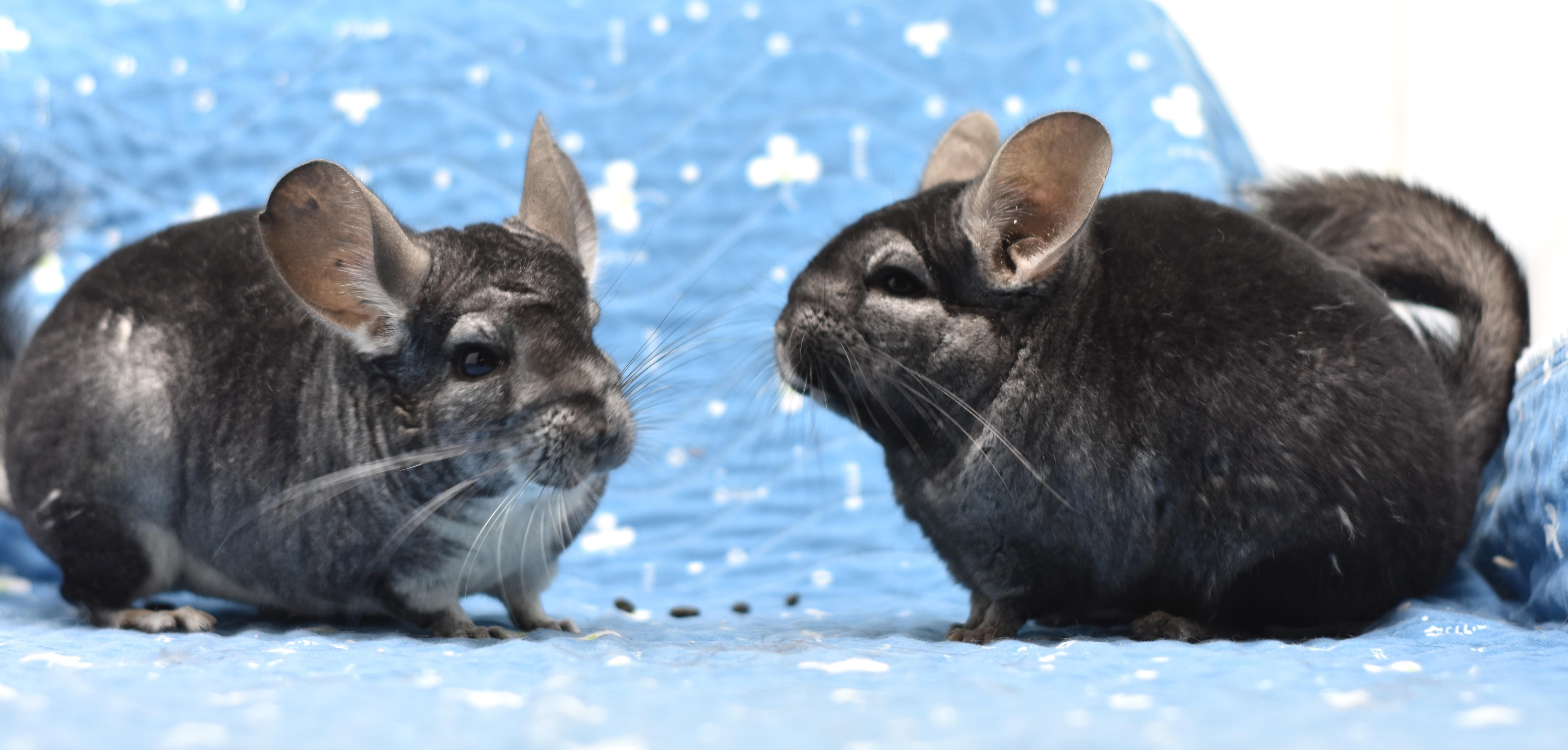 Enlarge Emily & Ivy, a Adoptable Chinchilla in Wolcott, IN image 4/5
