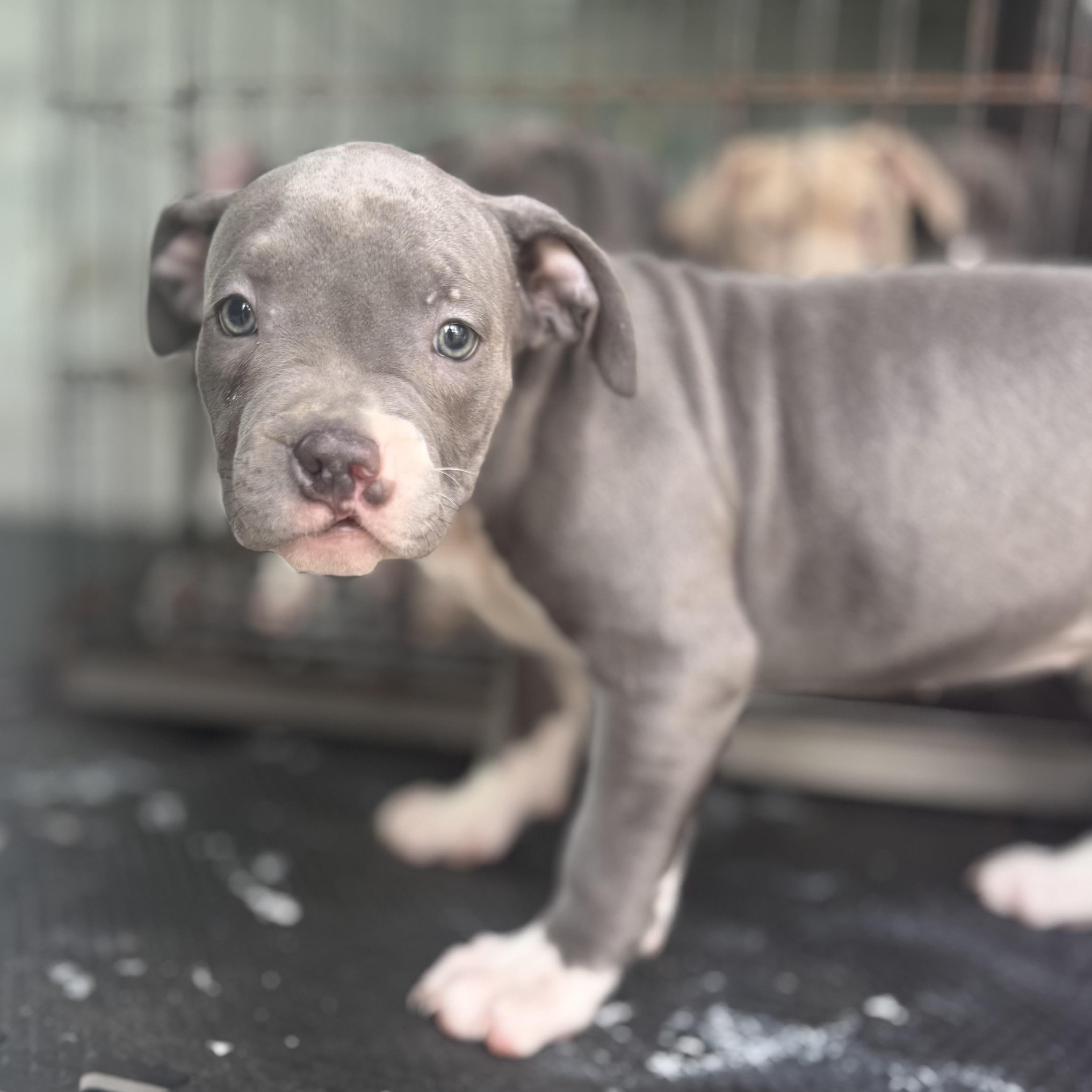 Enlarge Blueberry, an adopted mixed breed in Deltona, FL image 4/4