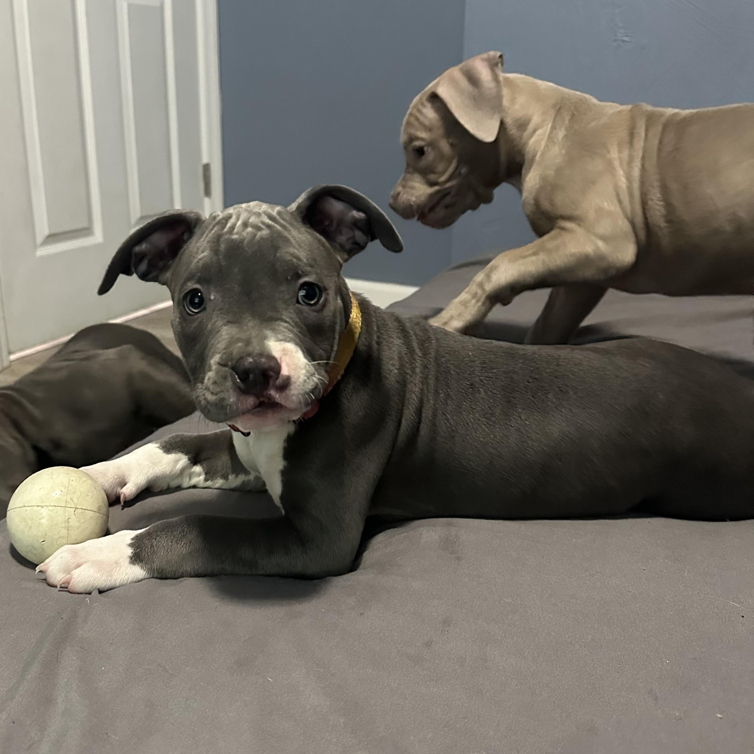 Enlarge Blueberry, an adopted mixed breed in Deltona, FL image 2/4