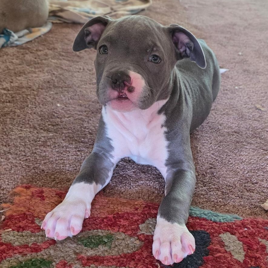Enlarge Blueberry, an adopted mixed breed in Deltona, FL image 3/4