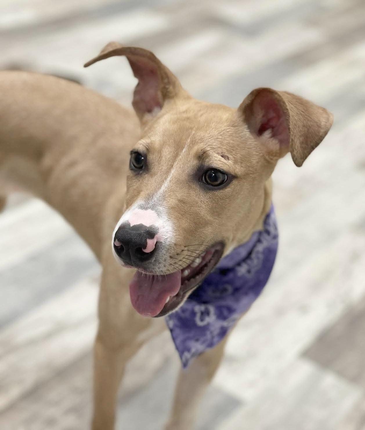 LuLu