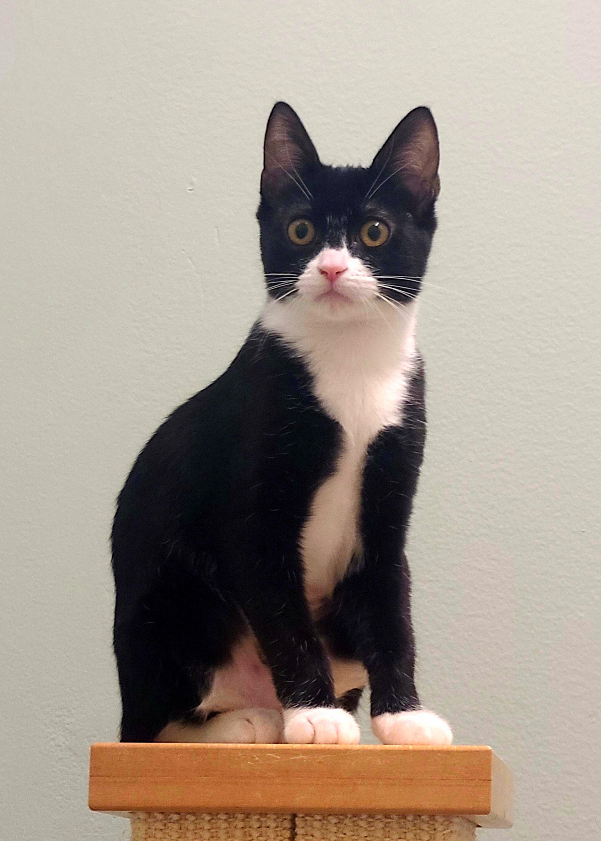 Jubilee, Piccadilly, Rosalea and Sandro Domestic Short Hair Cat
